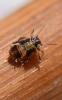 Strophingia ericae